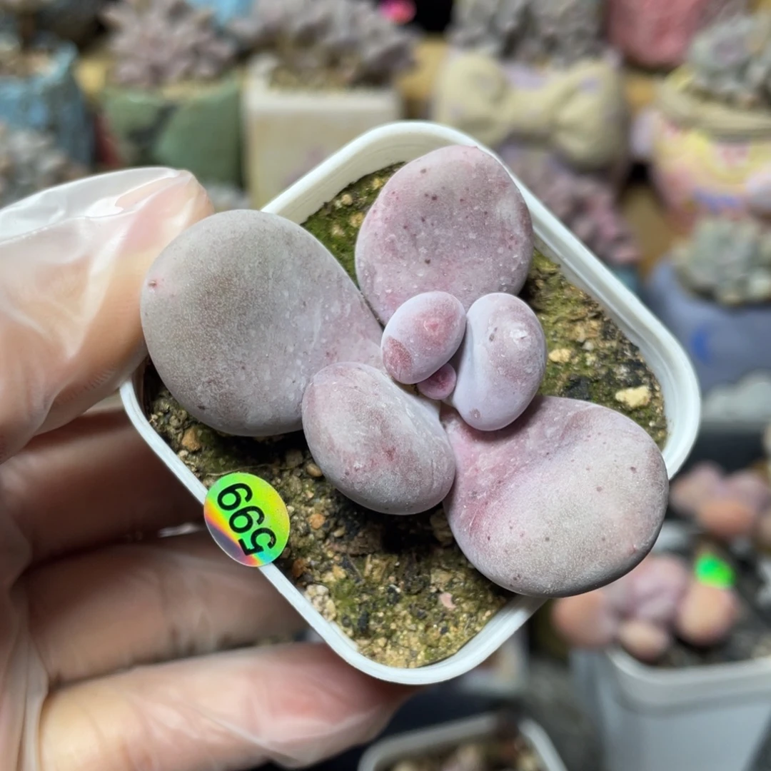 芭比奶酪多肉植物