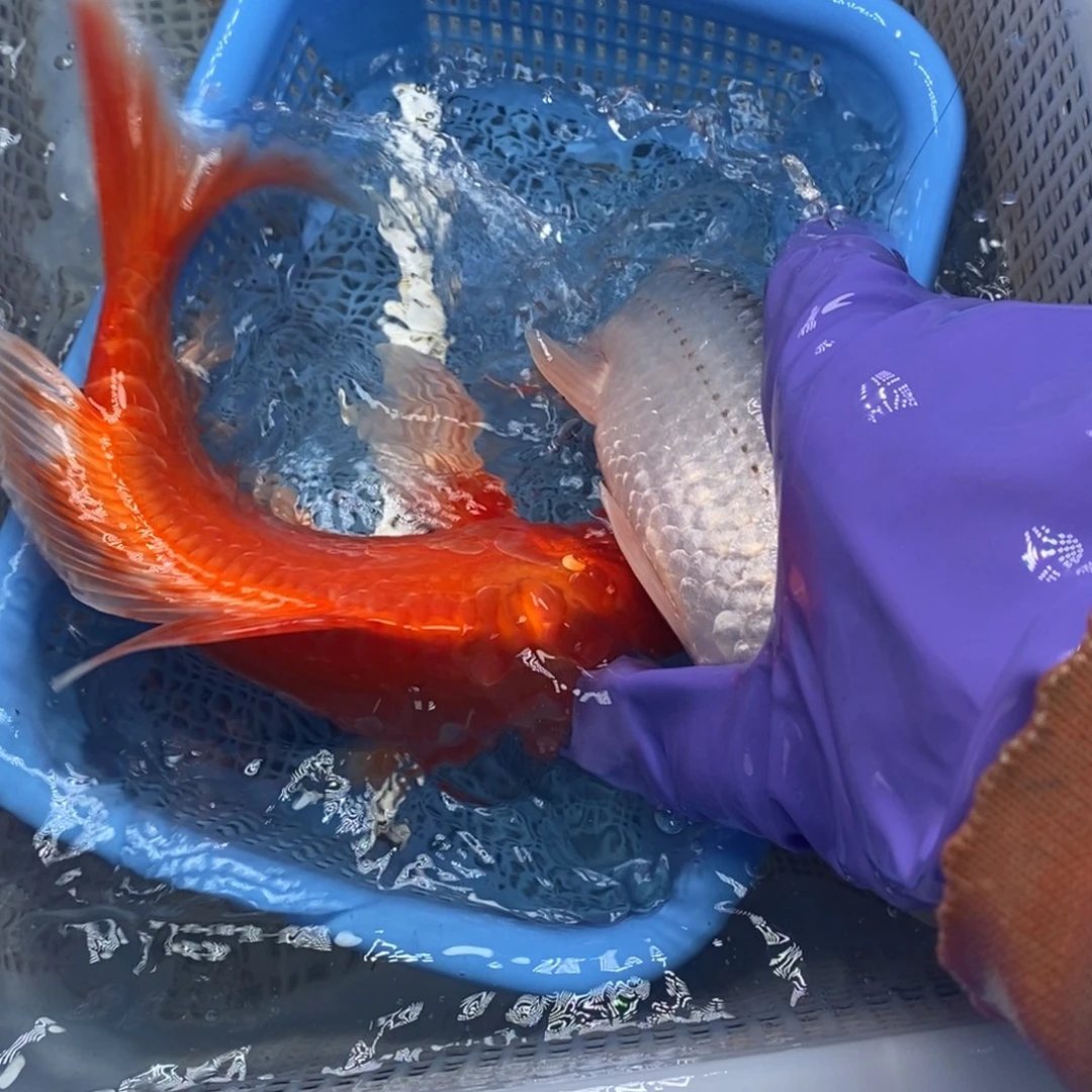 锦鲤冷水锦鲤包邮