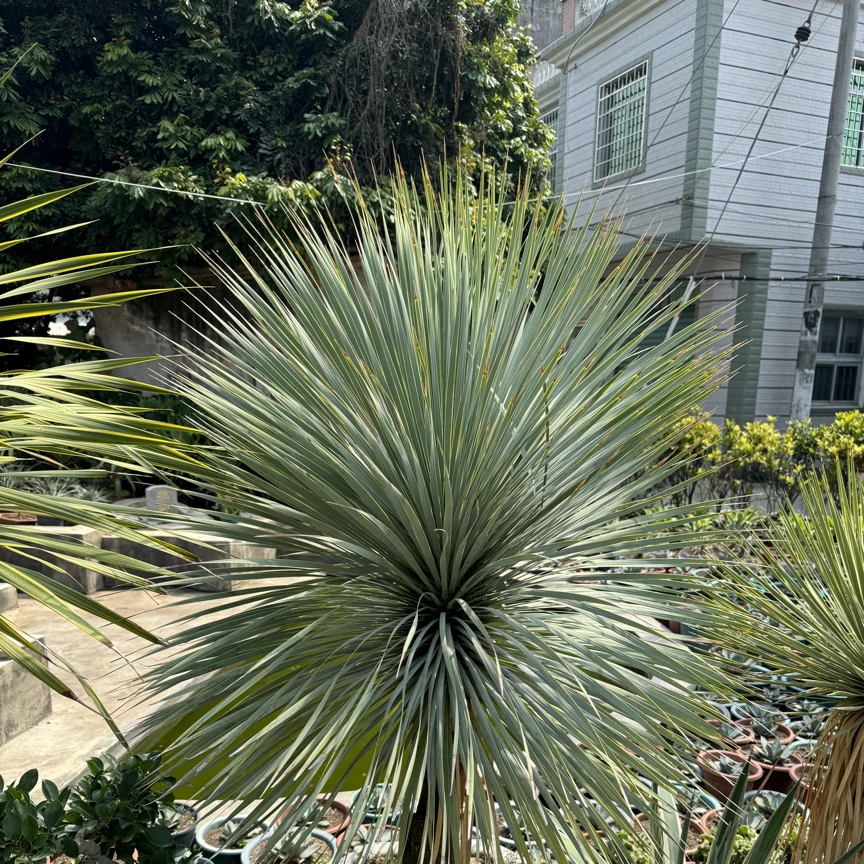植物链接一物一拍