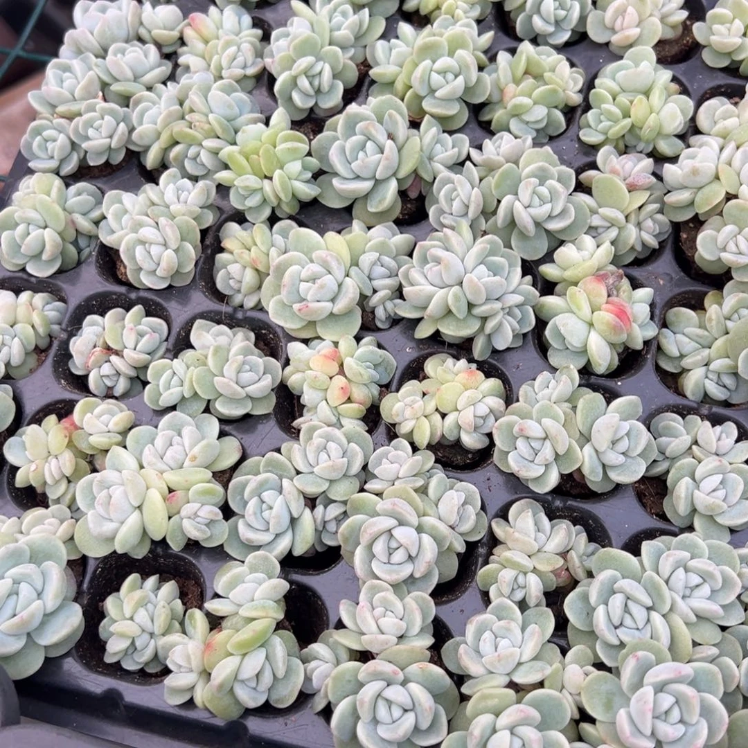 冰玉穴盘群到手5颗 大小3cm 量拍多肉 满18包邮