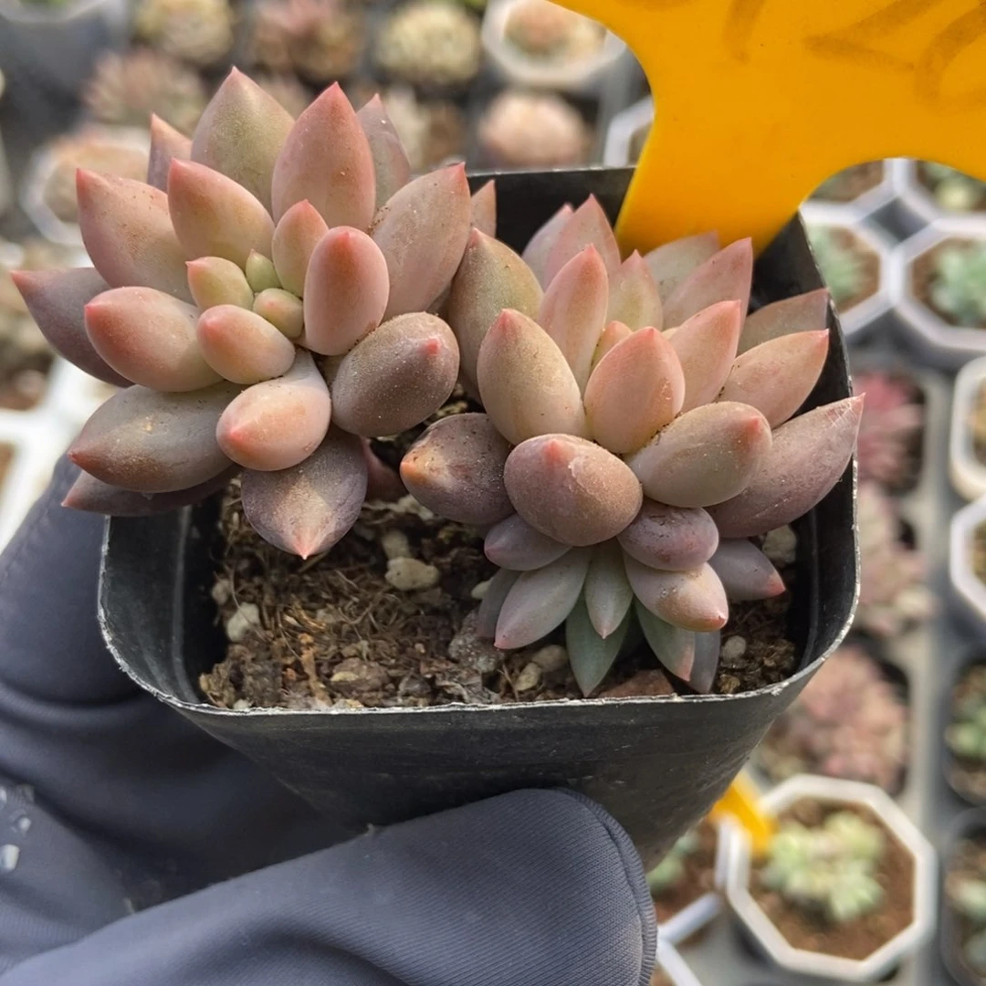 6128多肉植物保护研究所