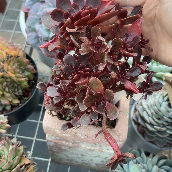 要***呀两单包邮，一物一拍164