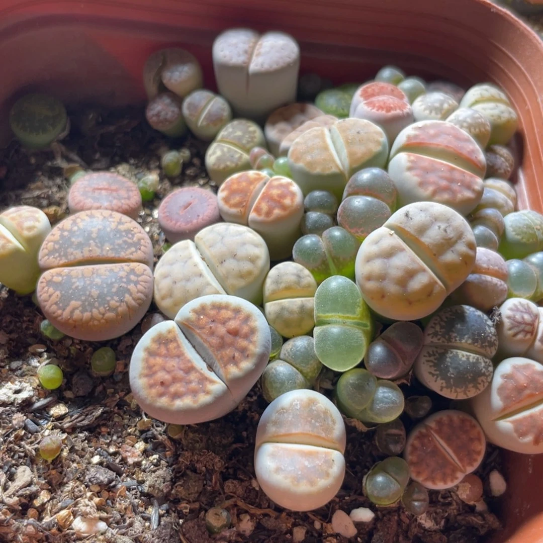 今晚大盆特价更新～23