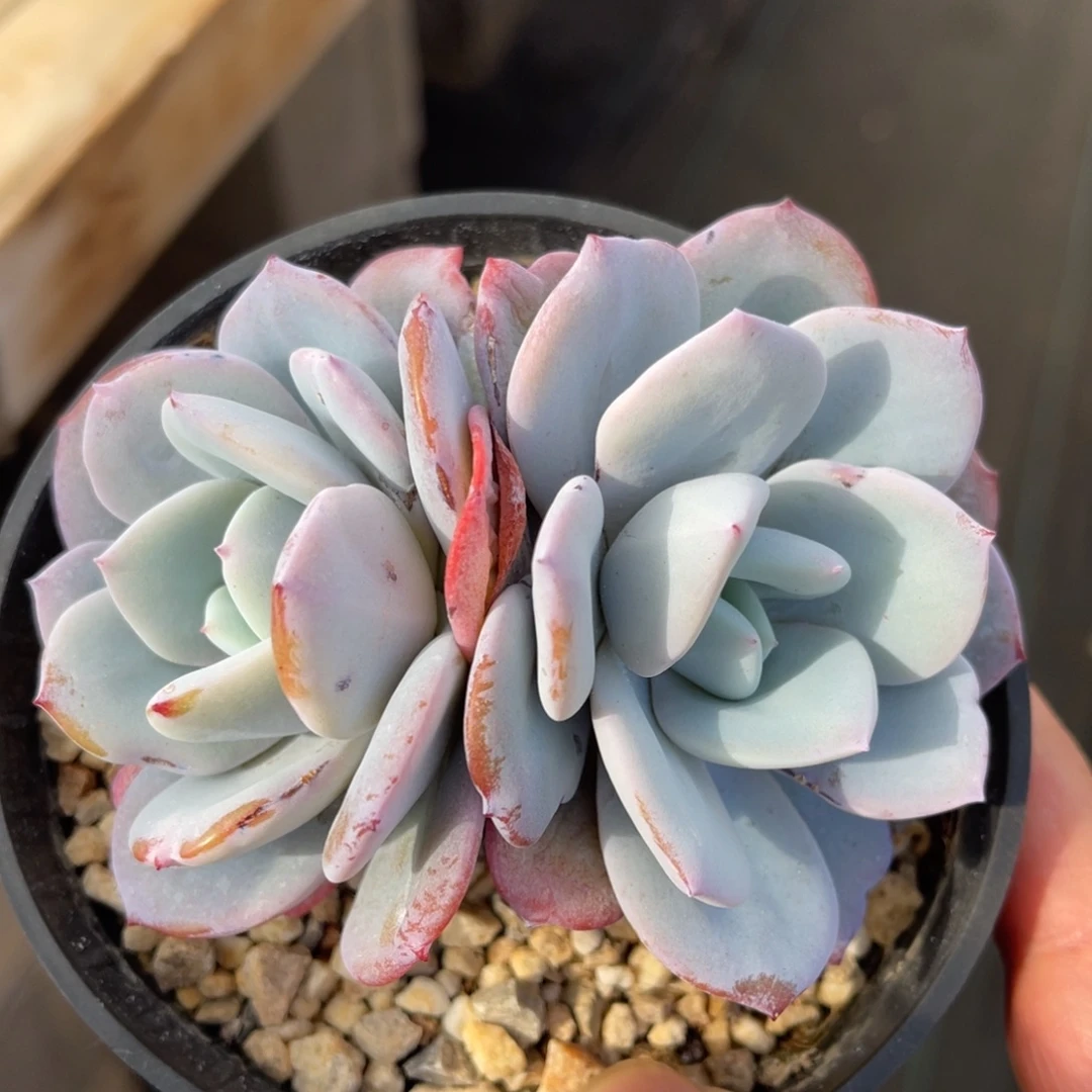 奶茶 一物一拍不支持退换