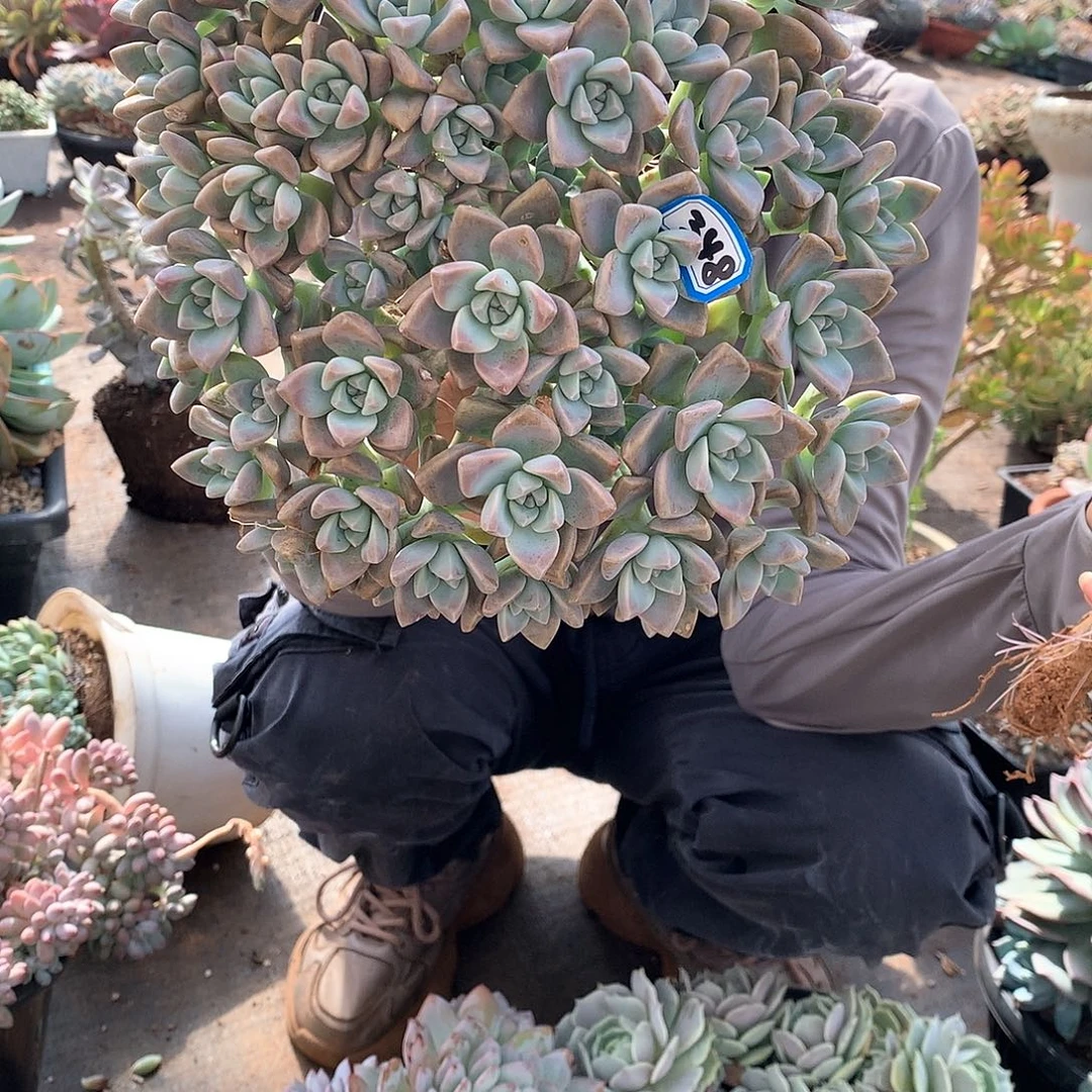 348淡雪缀 一物一拍多肉