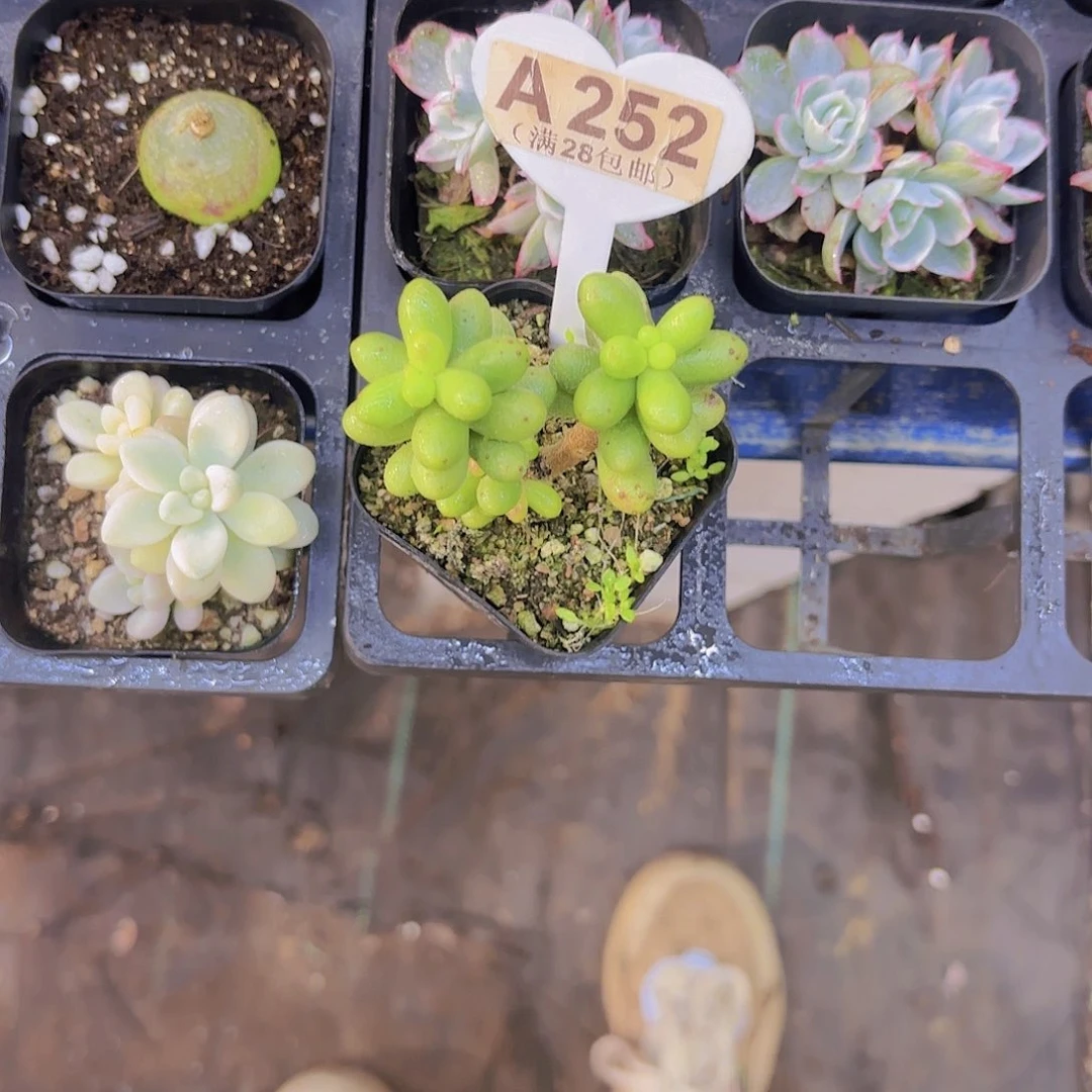 A252绿龟卵一物一拍