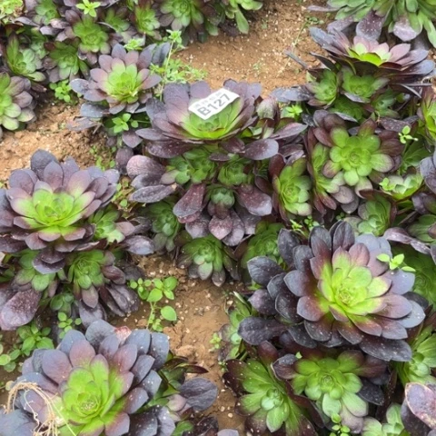 127黑寡妇不包断枝