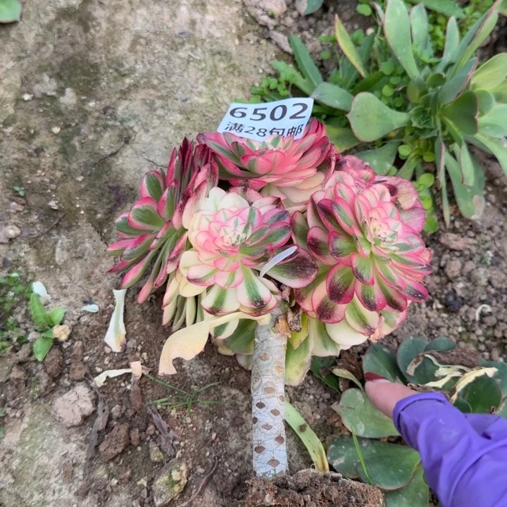 厉*妮6502嫁接荔枝三号棚G