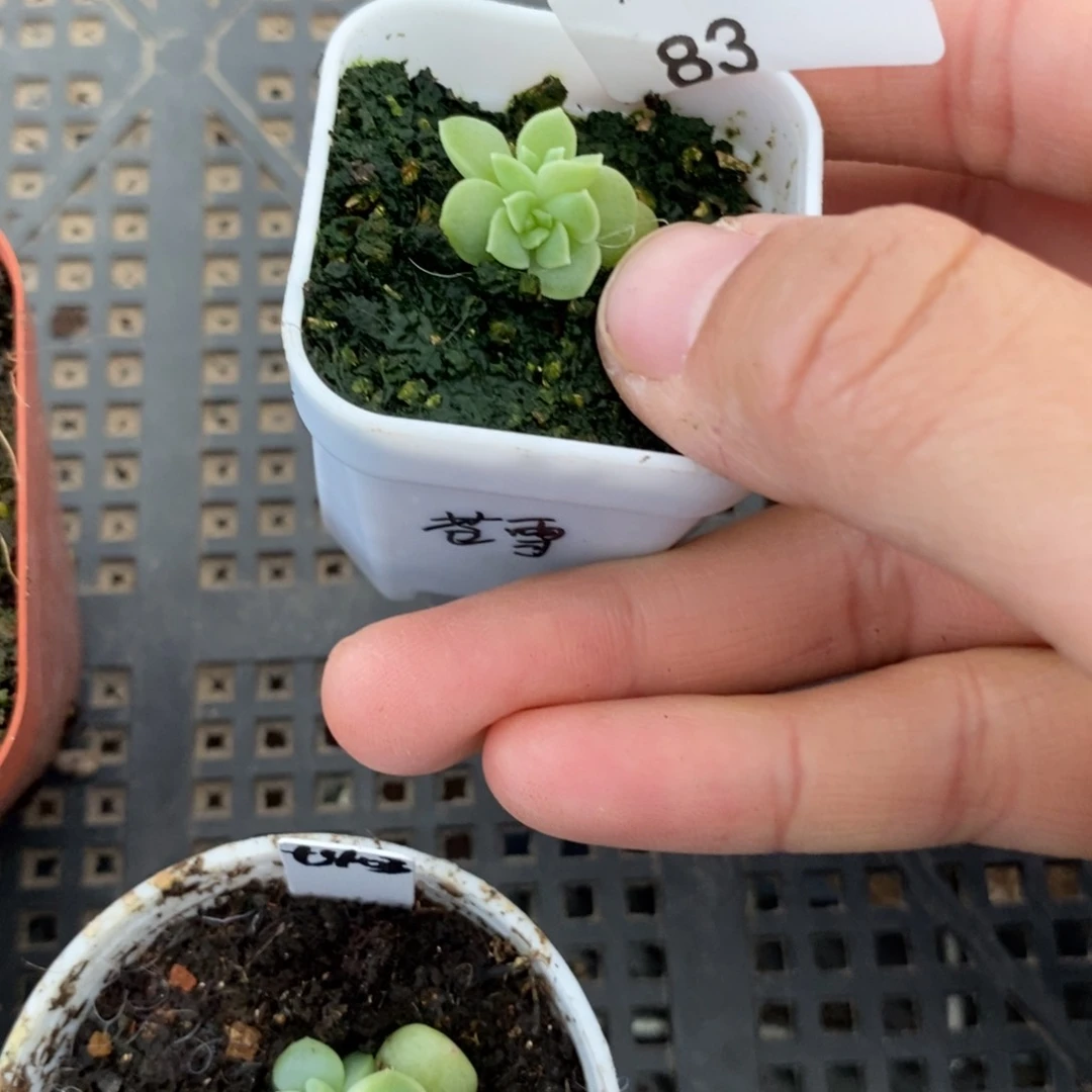 标签83苍雪一个多肉