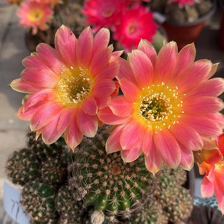 77 落地自根丽花10厘米盆