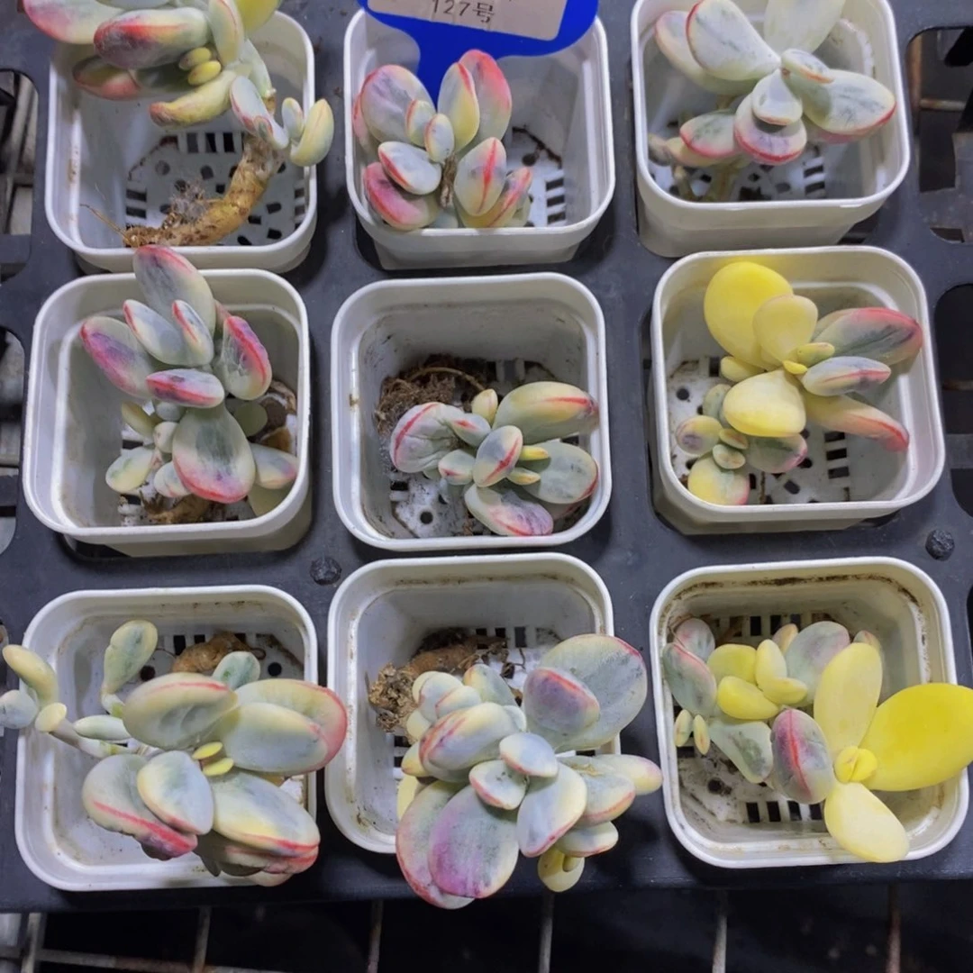 127-精品乒乓福娘锦三个 捡漏福利