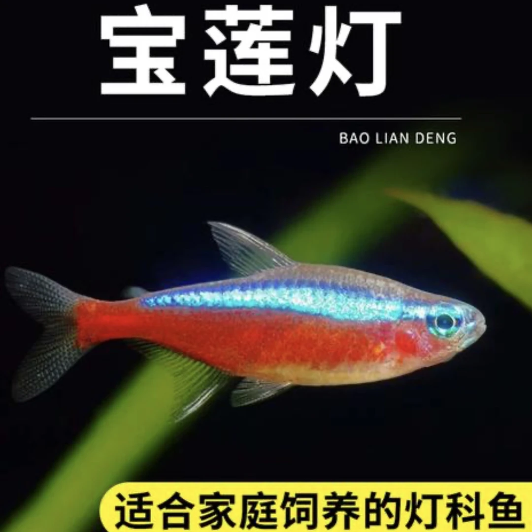 新店开业福利宝莲灯2-2.3cm