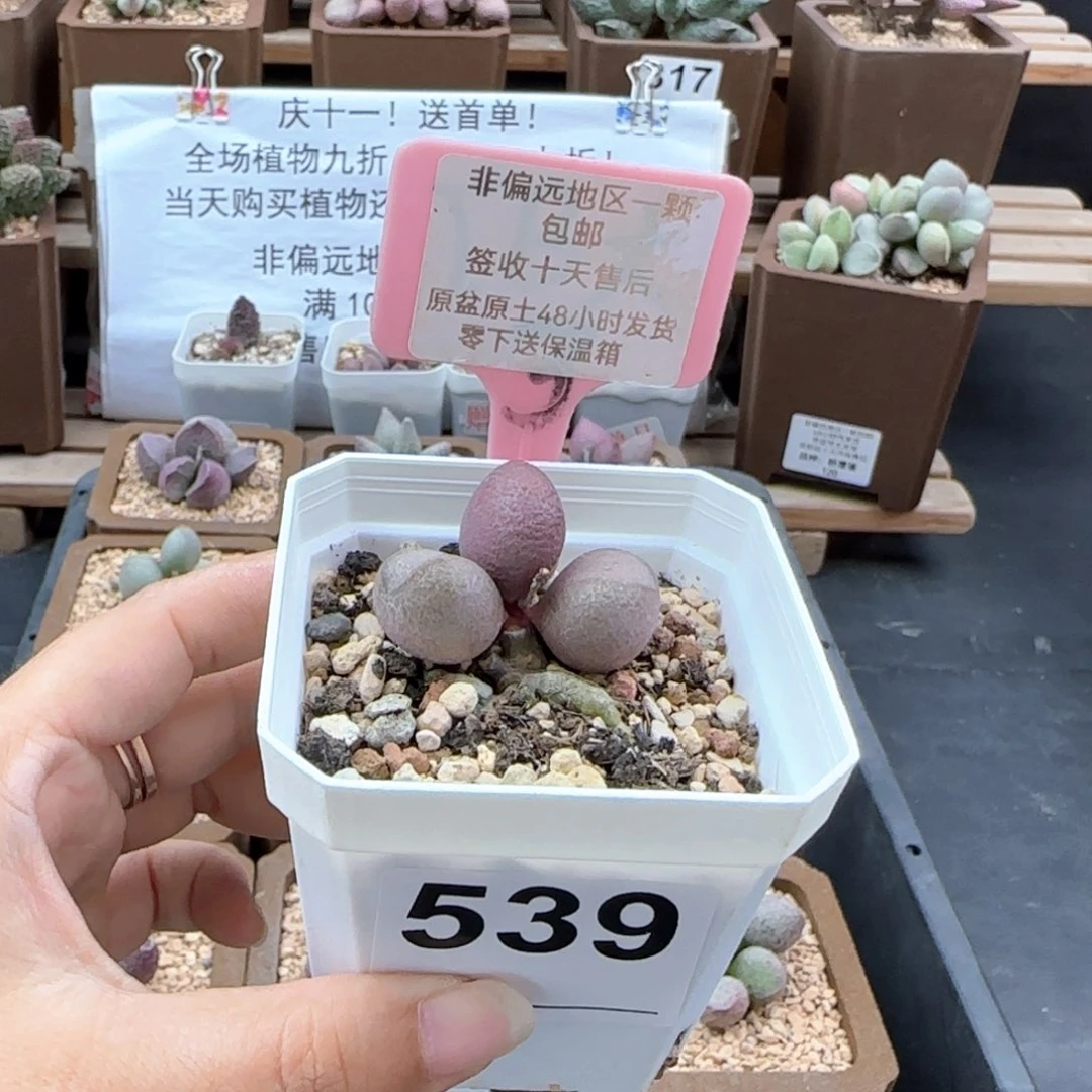 539粉红哈密瓜多肉植物