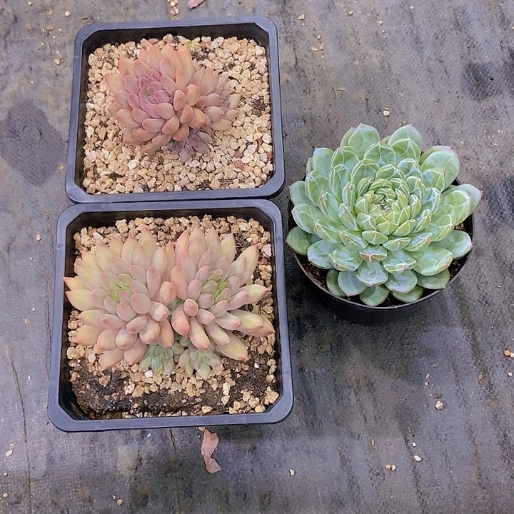 周***周多肉植物三个多肉植物