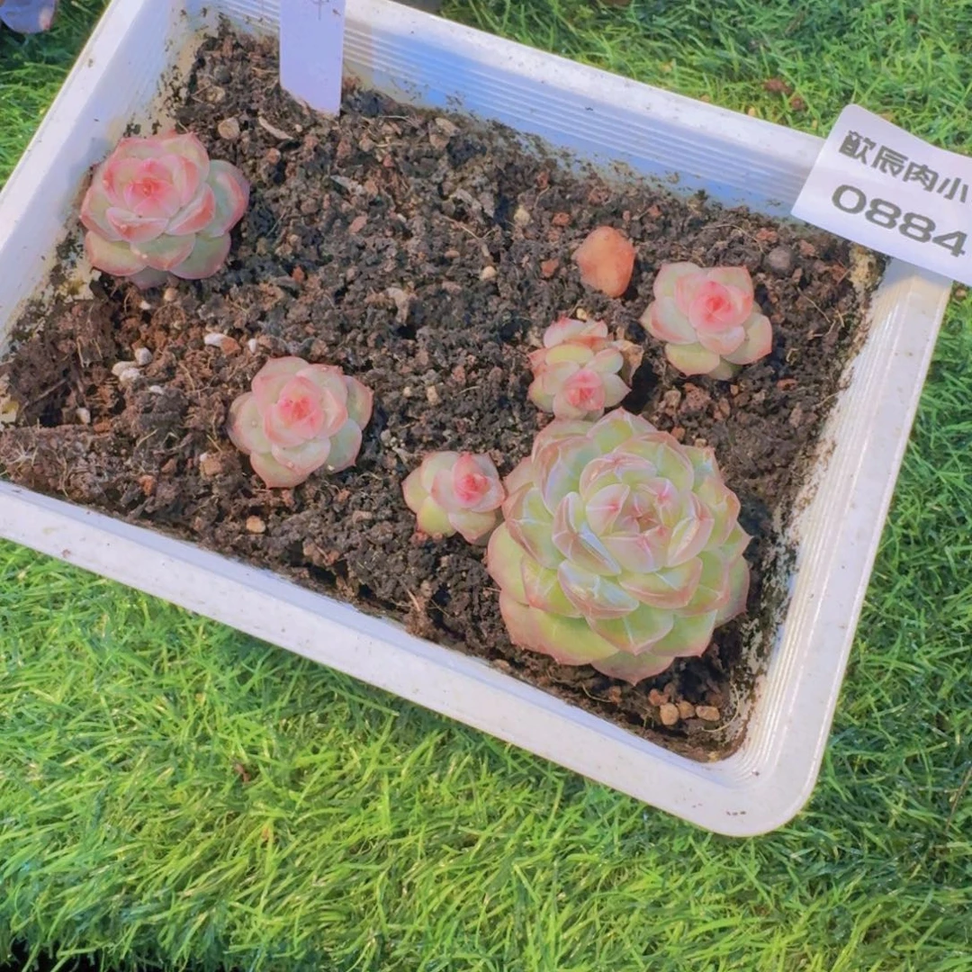 夕****多肉植物冰峰一筐0884发货