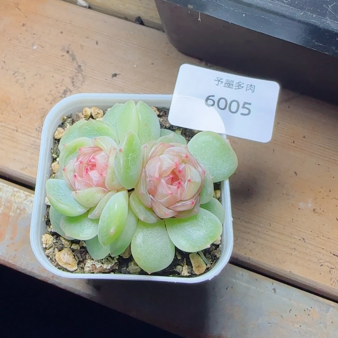梦奇，6005多肉植物