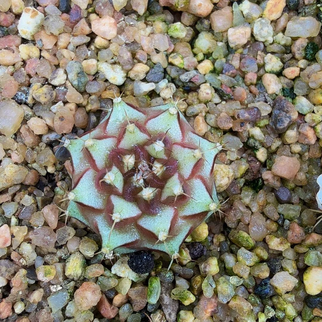 当前无花朵，栽培后可花朵