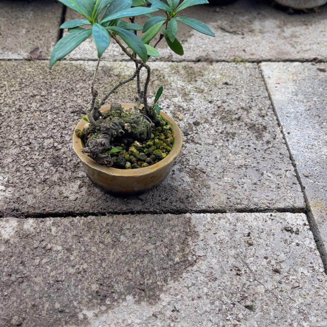 当前无花栽培后可以开花