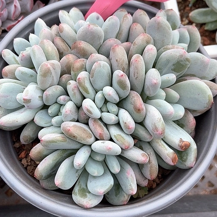 多肉植物雪宝宝3012