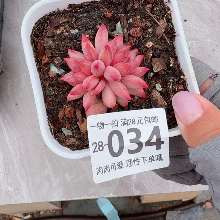 金鱼姬多肉无盆土发货