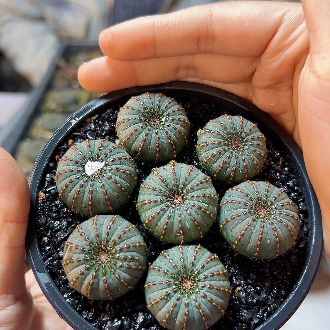 实生大型士童2颗2颗一组2.5公分