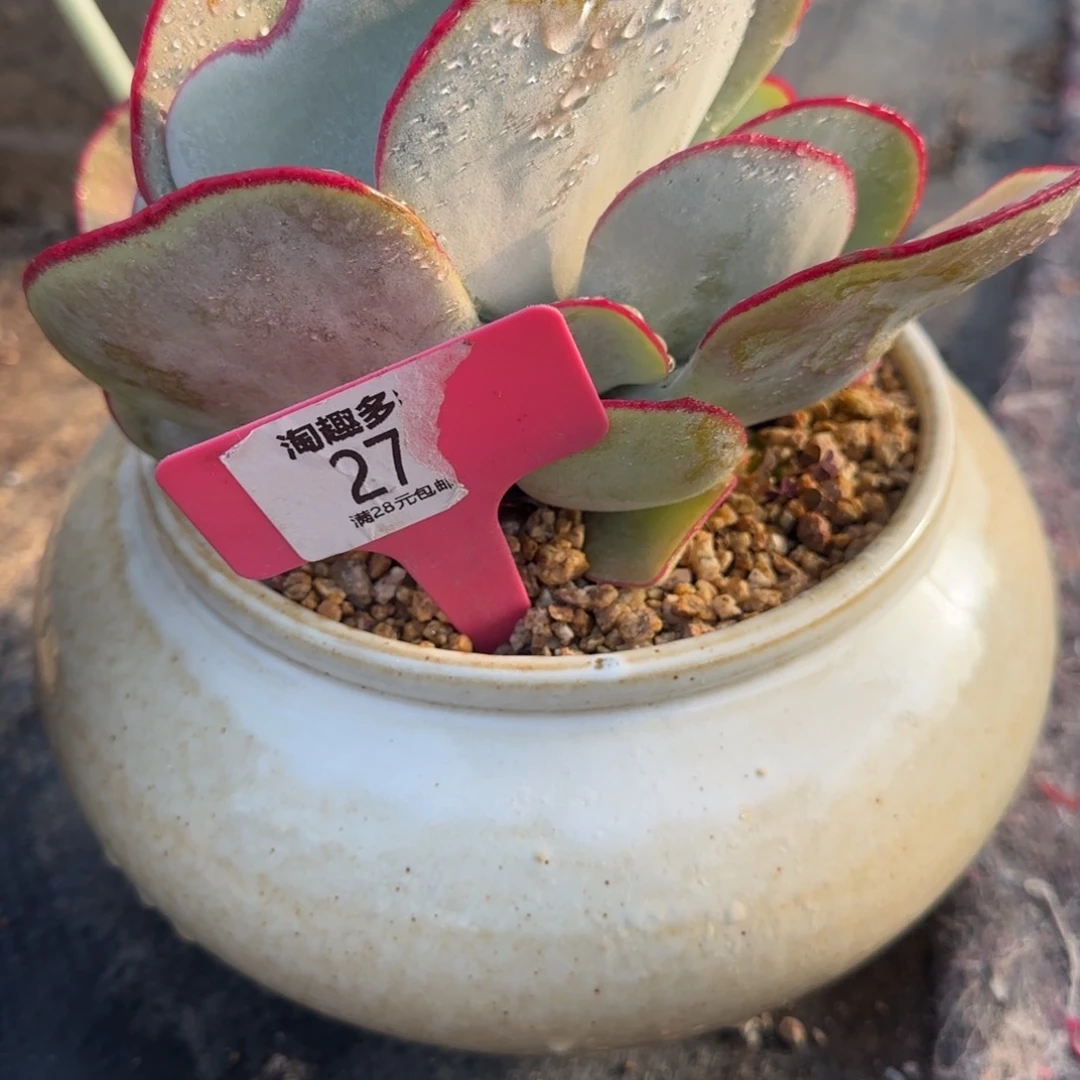 多肉植物1245678
