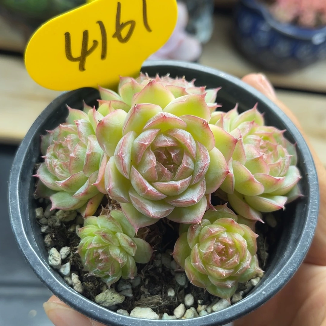 蔷薇珍妮捧花群4161