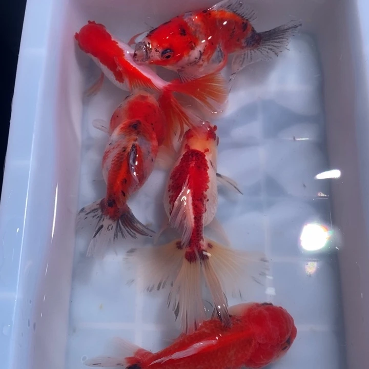 龙睛金鱼精品泰狮