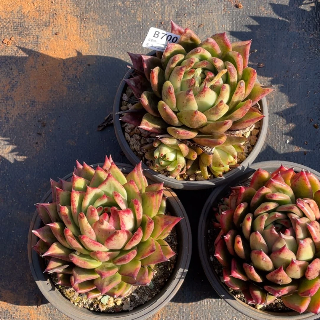 无花朵若如东云组拍B700