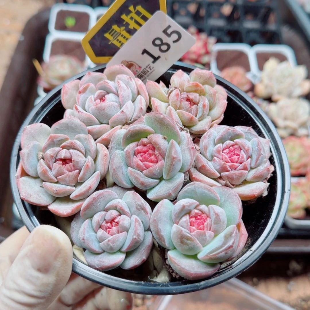 多肉植物多肉植物