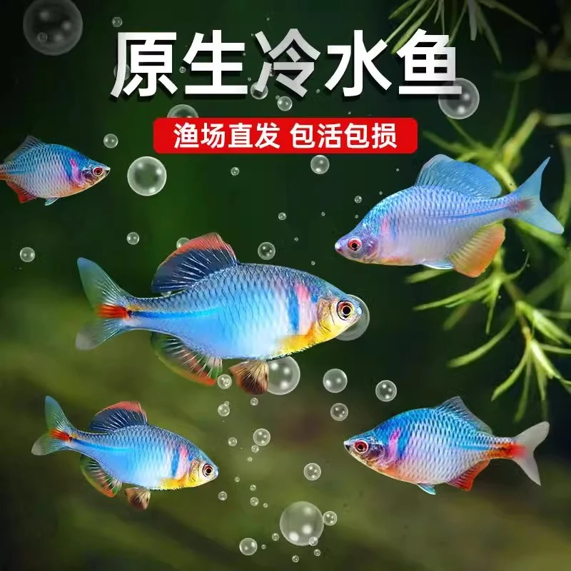 七彩鳑鲏鱼鳑鲏好养淡水冷水活体原生金鱼小型小鱼耐活观赏冷水鱼