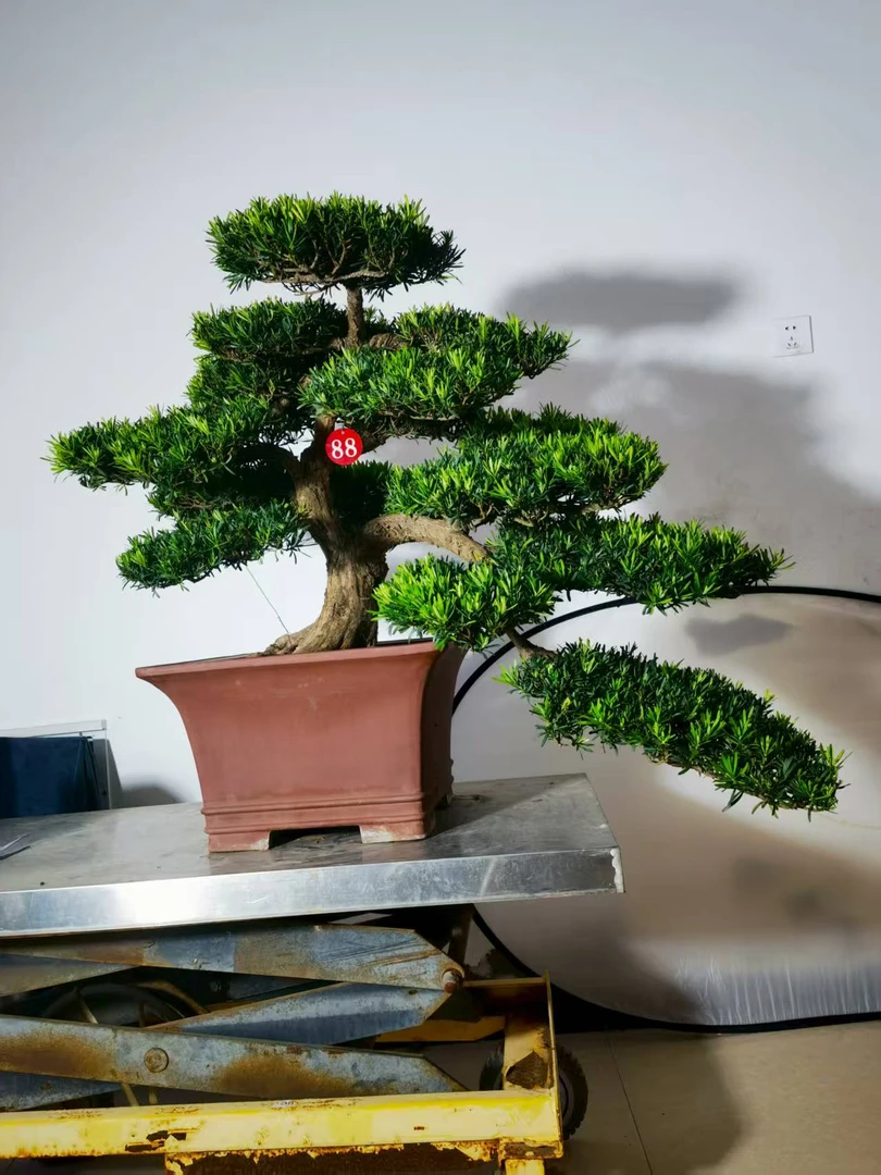 精品挂口小叶雀舌罗汉松盆景