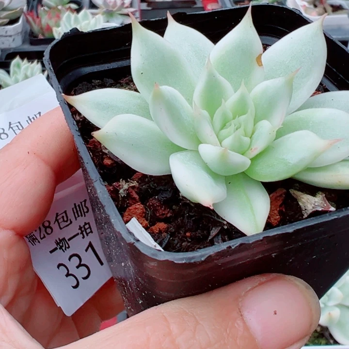 吉娃娃锦多肉植物330