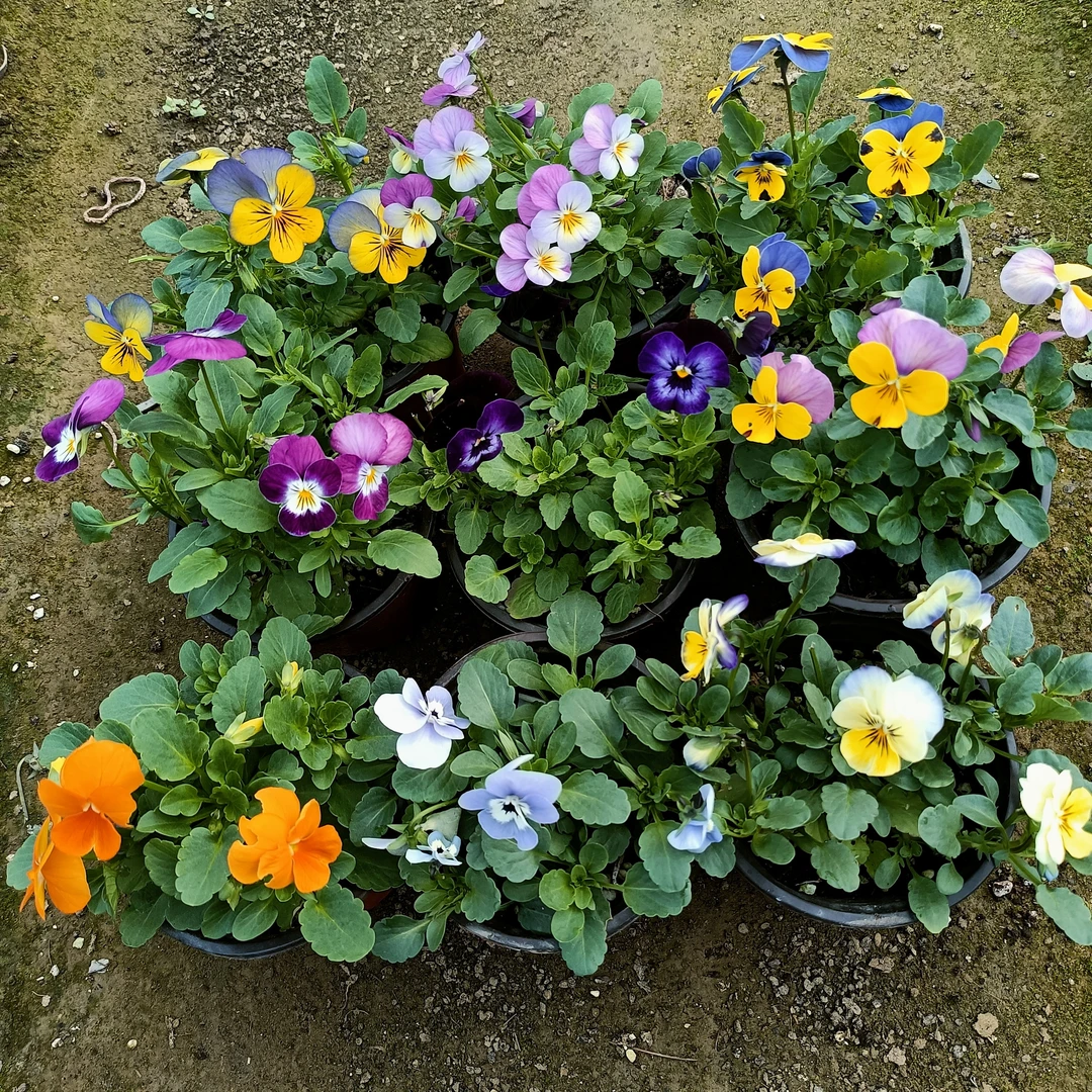 多色角堇盆栽花期长耐寒植物冬季开花种植