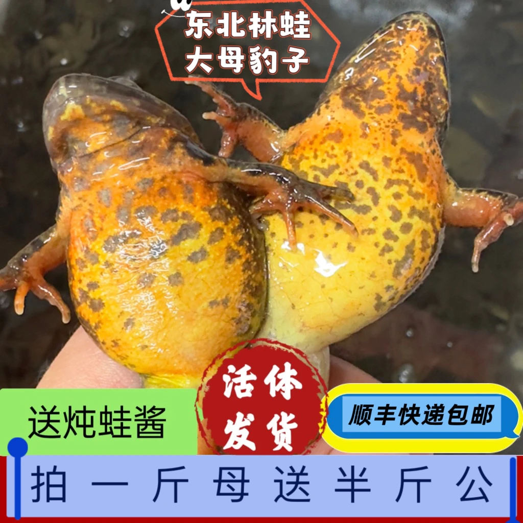 东北吉林当地林蛙黄肚母蛤蟆原生态大母豹子满籽满油鲜活顺丰包邮