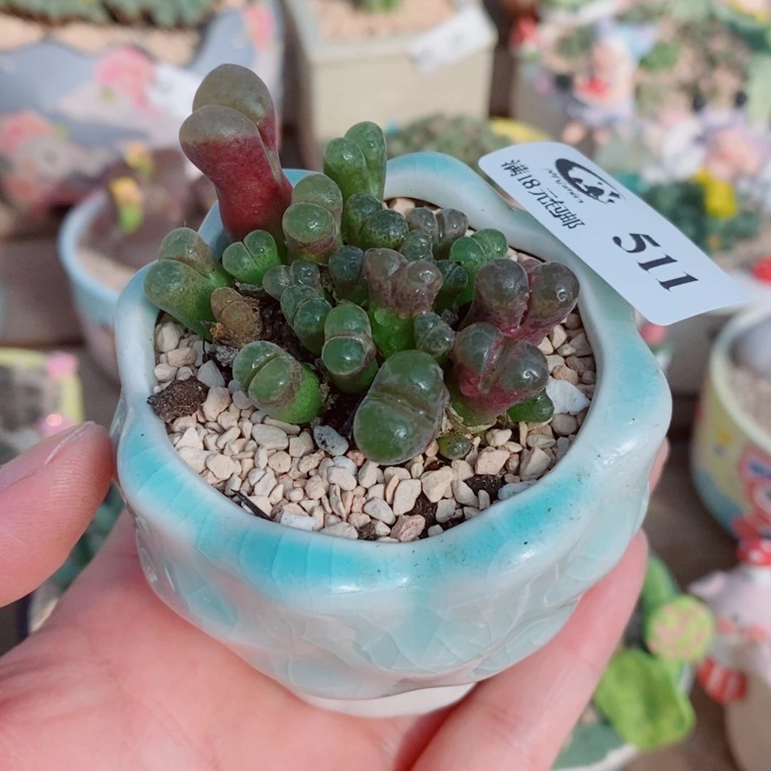 生石花花花花花花511