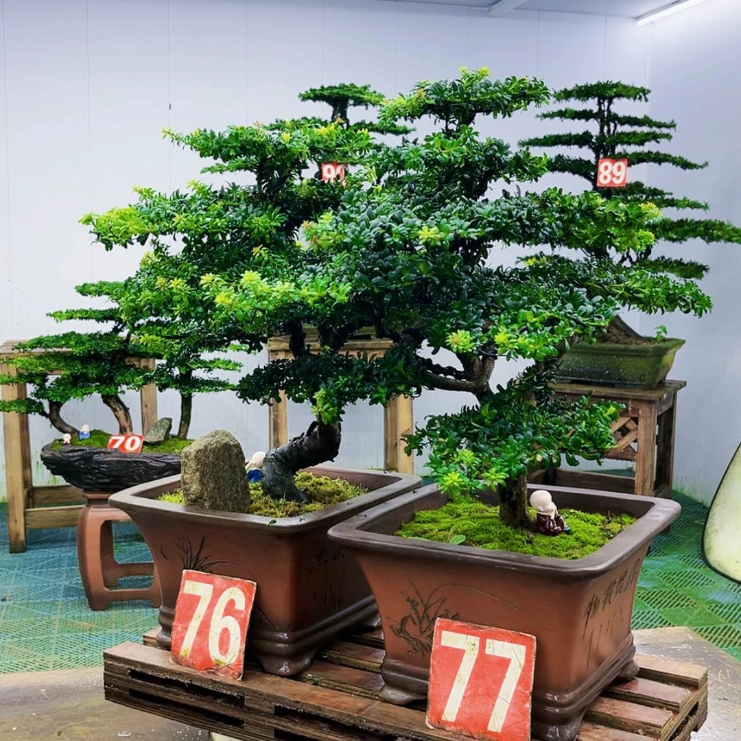 【闪购商品】无花朵低***过