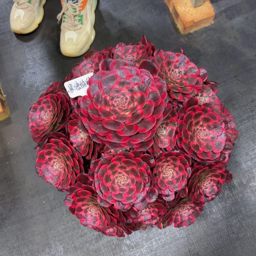 建****料霁月精品法师