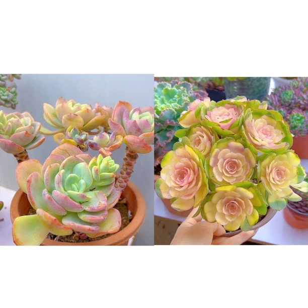 法师➕白月光 脱土发货多肉植物