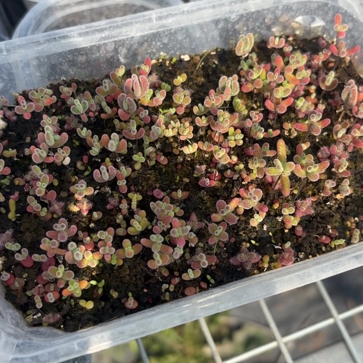 .***无花朵210混合切糕。