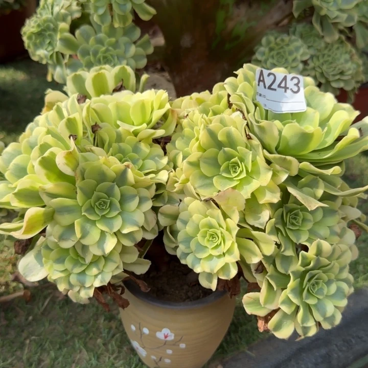 绿豆沙法师缀化243