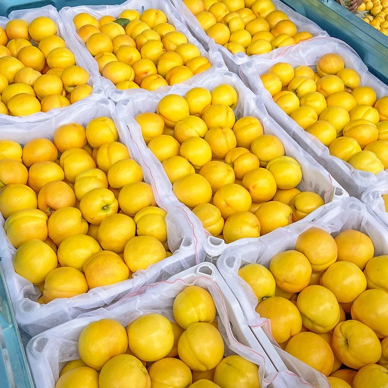 山东蒙阴新鲜当季彩虹黄金油桃脆甜多汁现采现摘水果