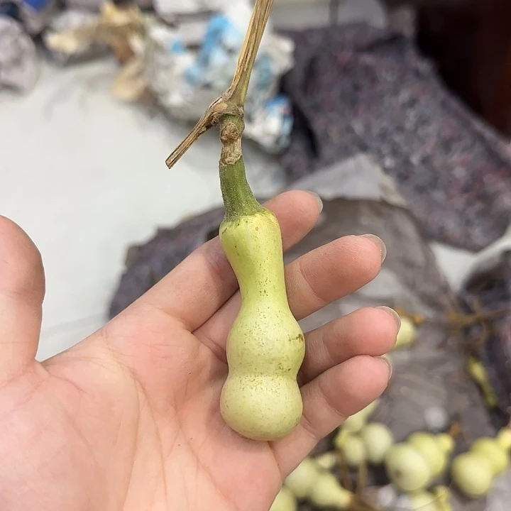阳***岸葫芦dndndndndnsnsnsndndns