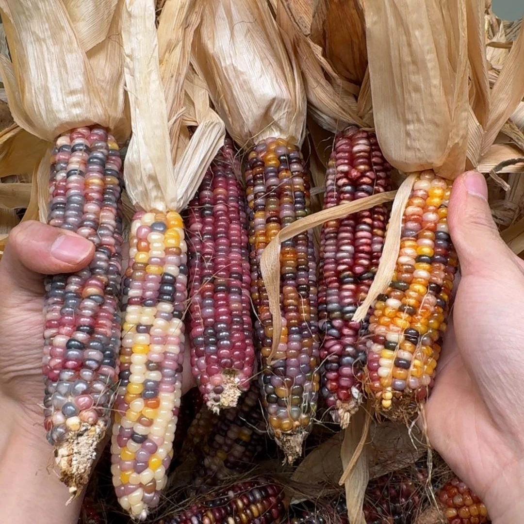 柏香籽/百香籽吊坠卡****2