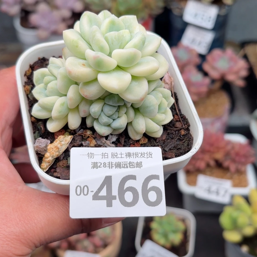 劳尔锦多肉多肉多肉