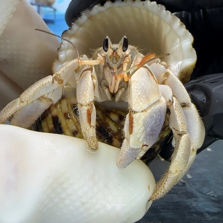 A66紫钳 灰白2.3cm口径