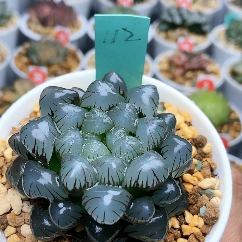 【闪购商品】112冰灯