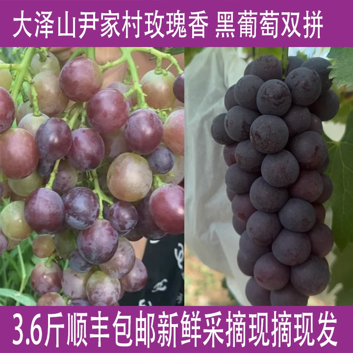 大泽山葡萄2拼3.6斤每箱新鲜采摘顺丰包邮现摘现发果园直发