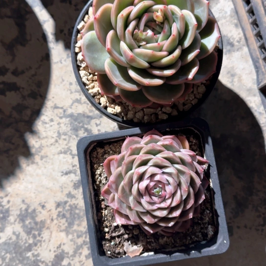 专拍链接多肉精品单头