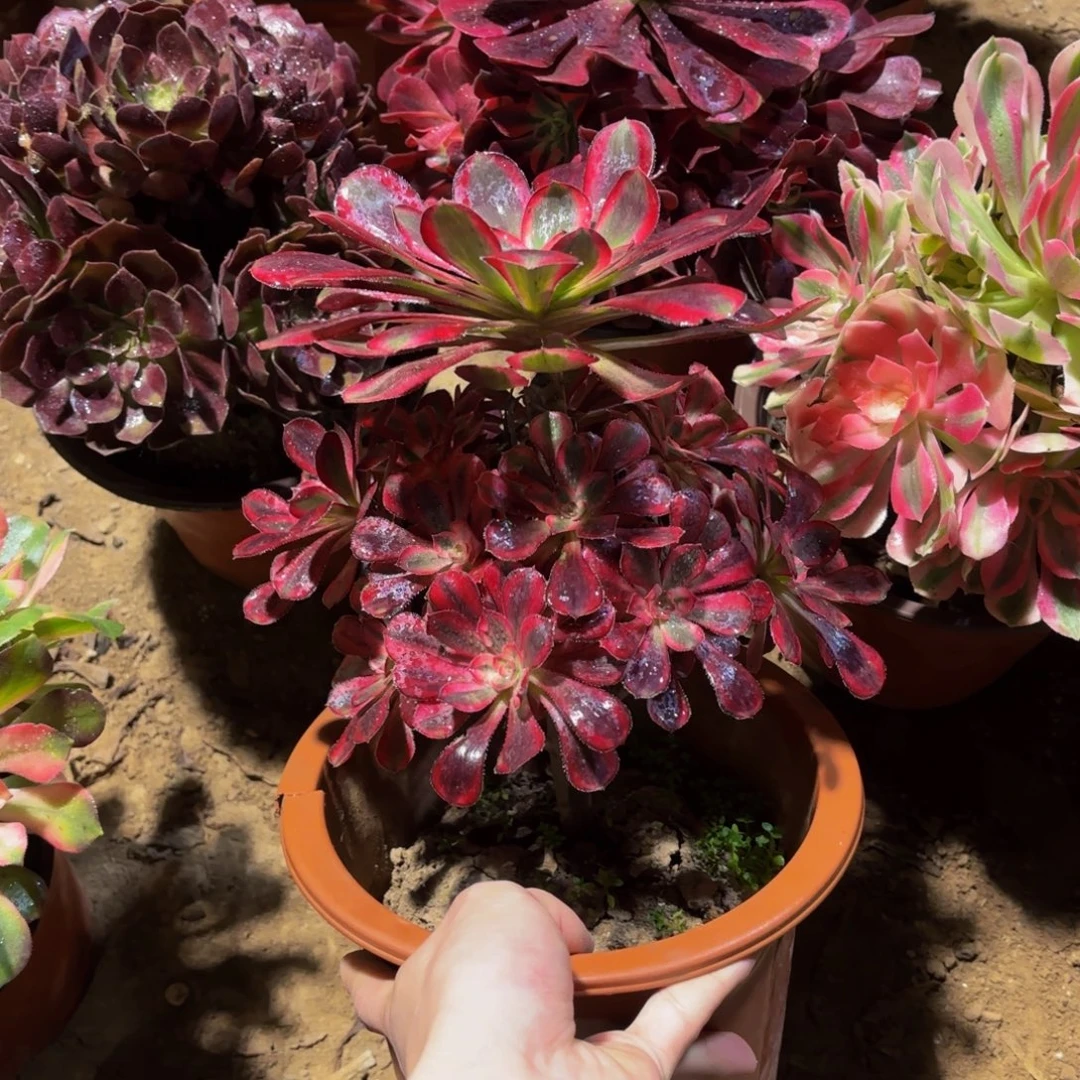 香奈儿9.9多肉植物